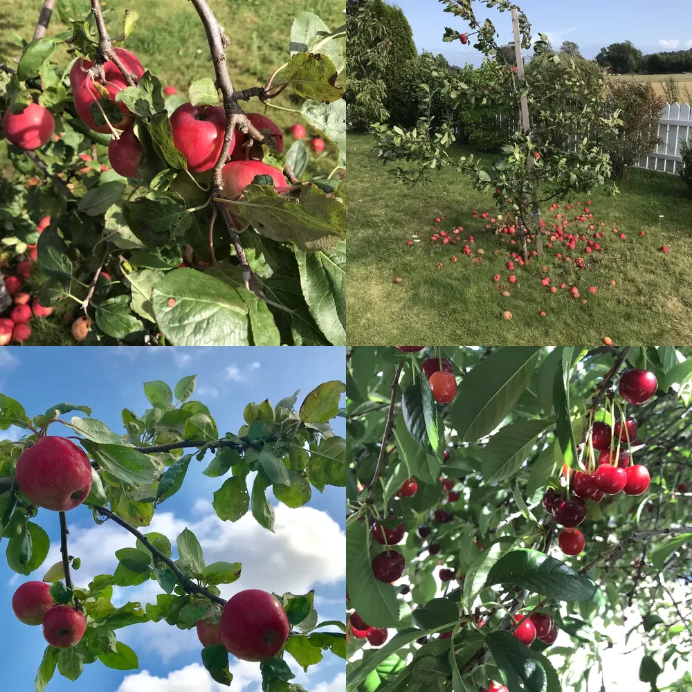 Fruit Trees
