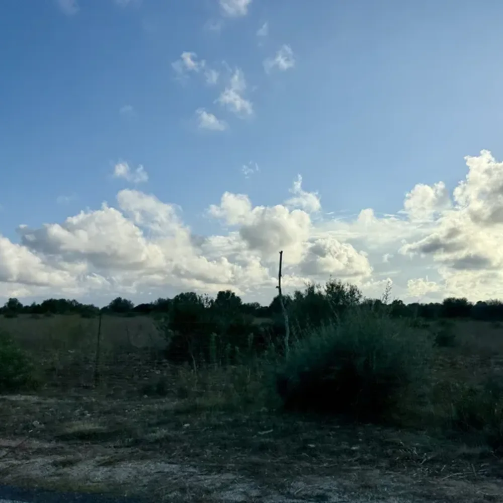 Green Foliage Landscape