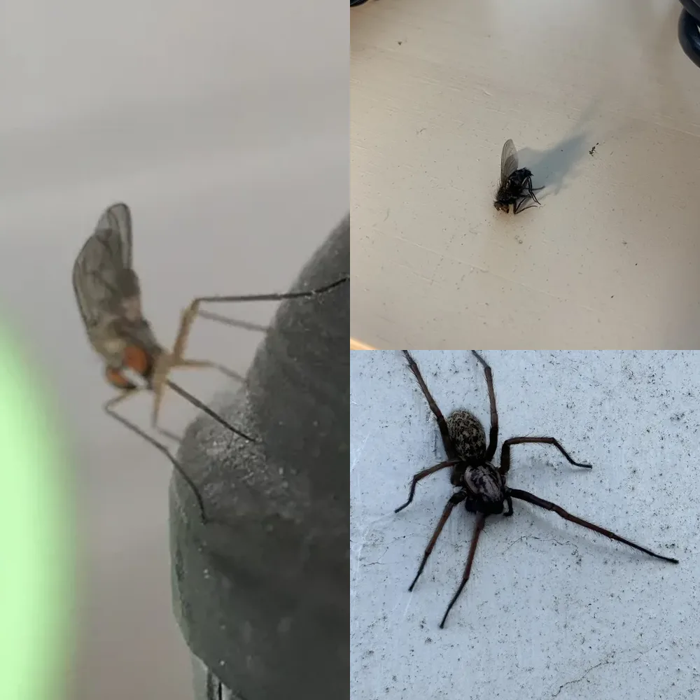 Insects on Surfaces