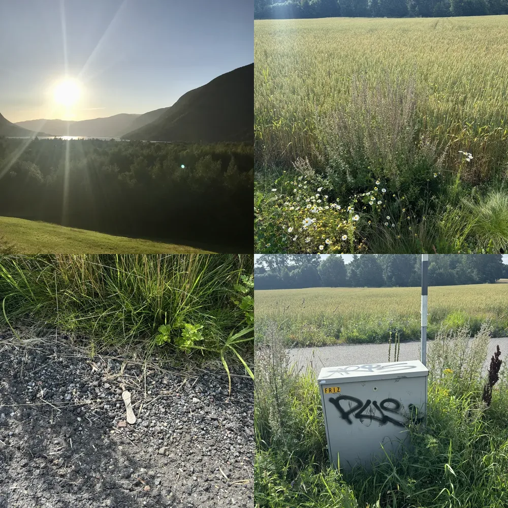 Open Fields