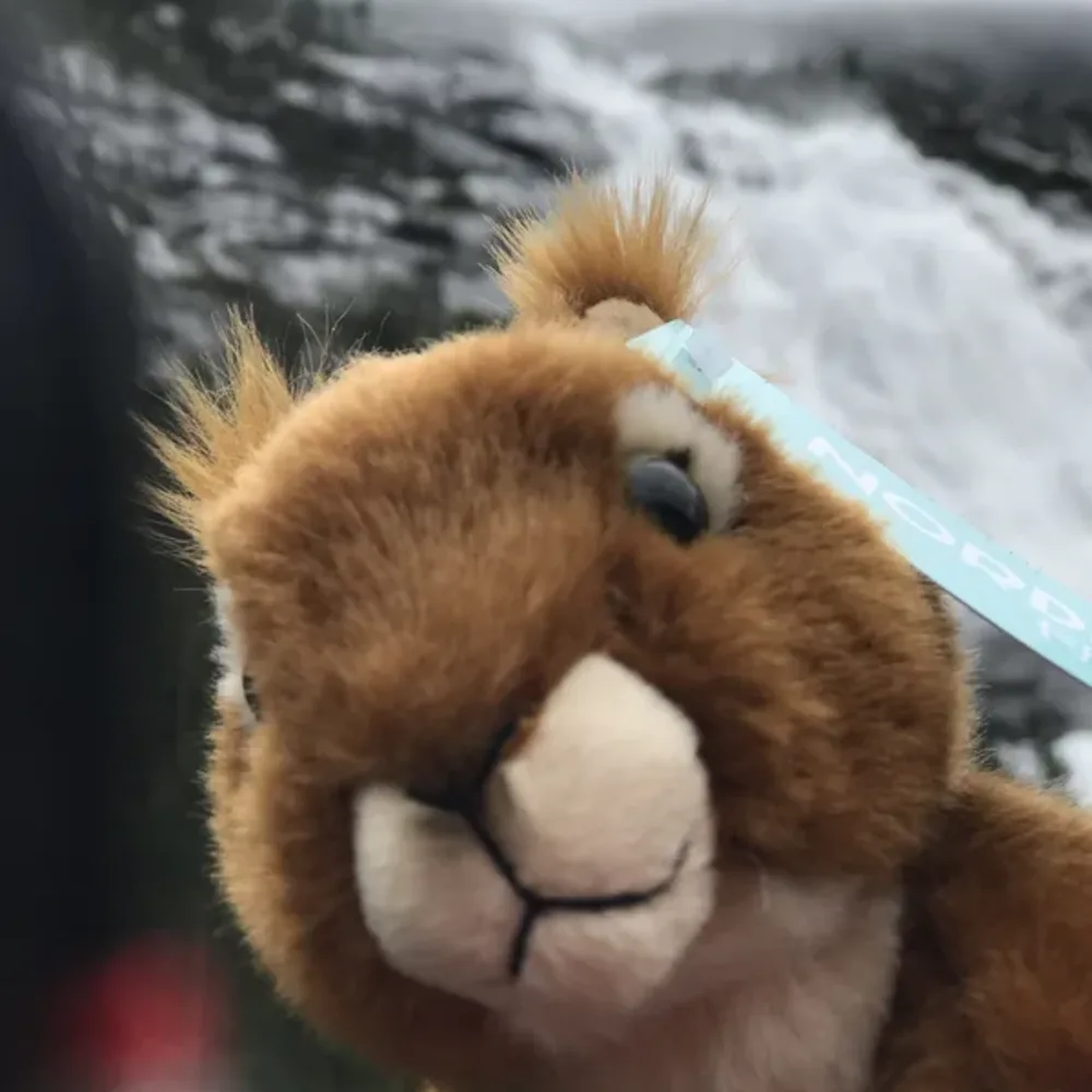 Waterfalls and Teddies