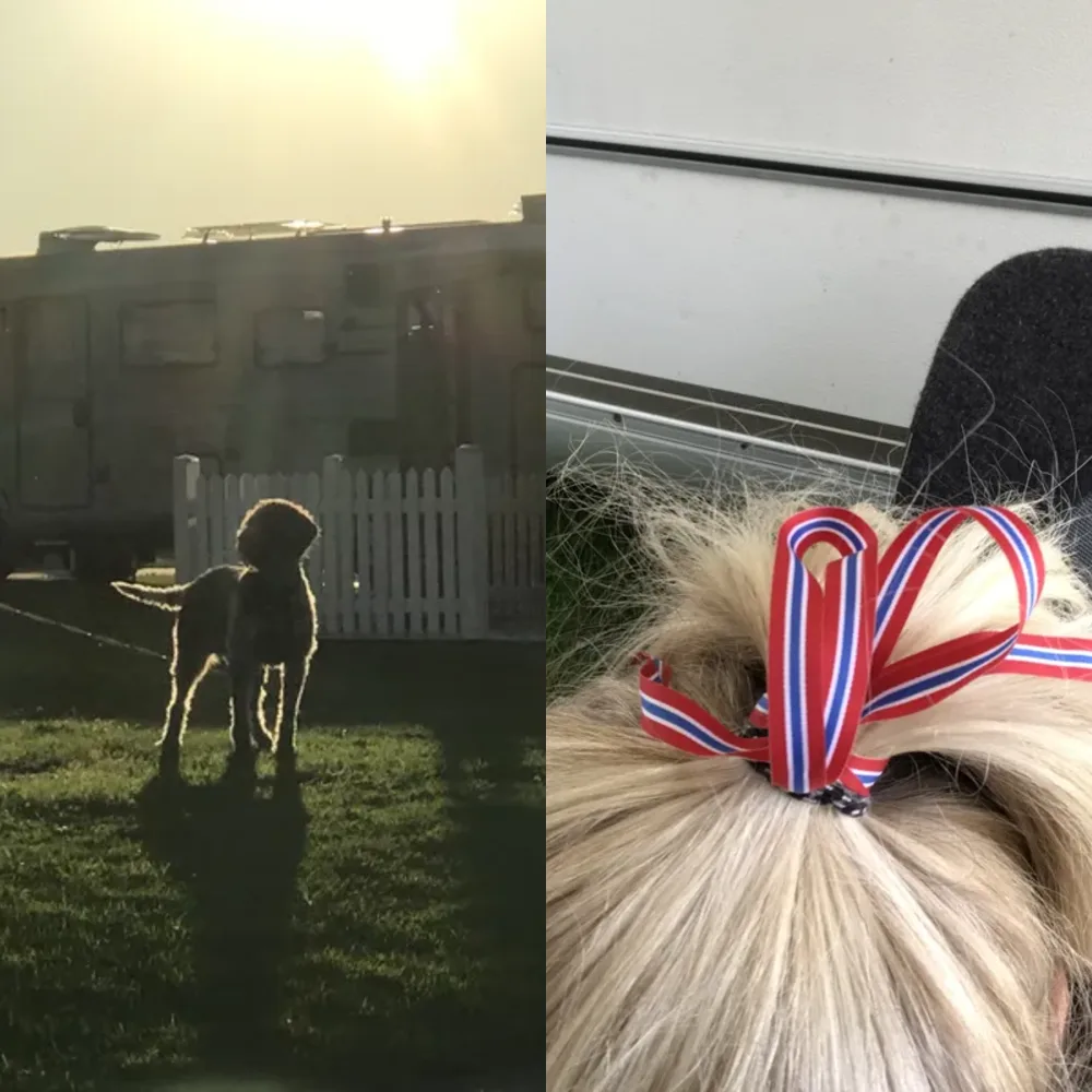 Dogs and Grassy Spaces